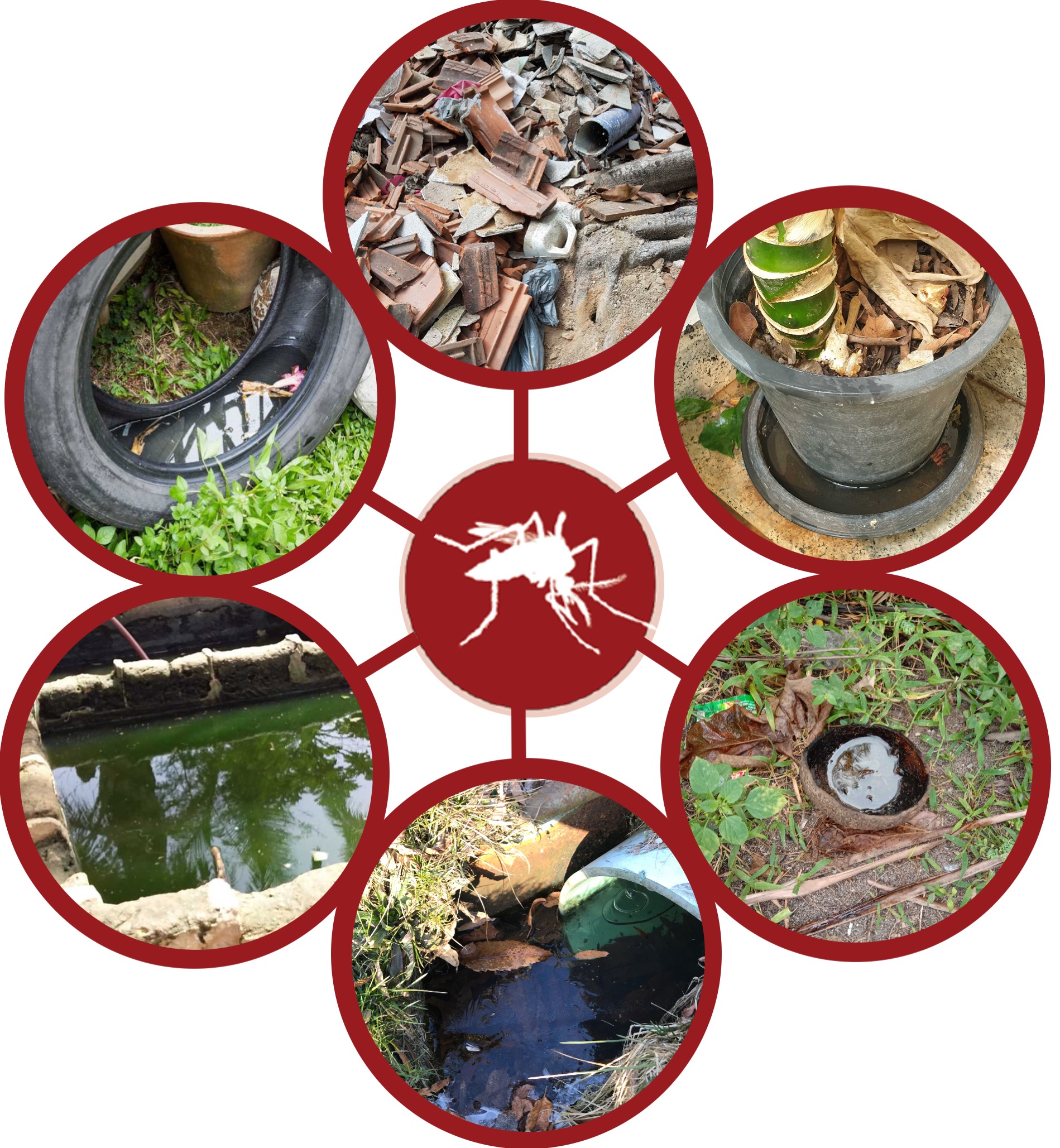 Creating A Mosquito Free Zone Tips For Avoiding Breeding Areas In Your