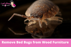 How to Remove Bed Bugs from Wood Furniture