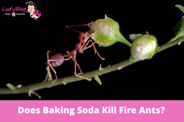 Does Baking Soda Kill Fire Ants