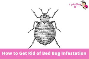 How to Get Rid of Bed Bug Infestation