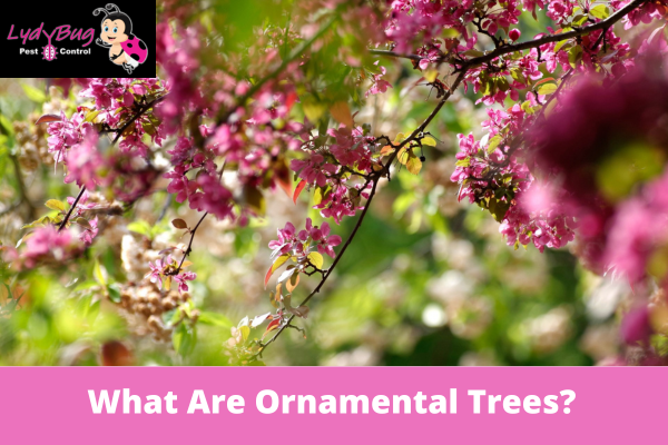 What Are Ornamental Trees