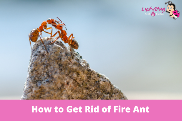 How to Get Rid of Fire Ant