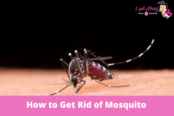 How to Get Rid of Mosquito