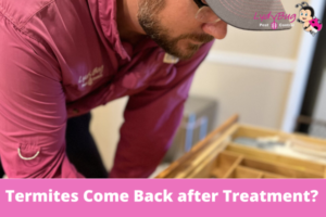 Termites Come Back after Treatment