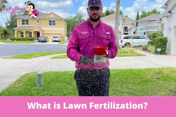 What Is the Best Lawn Fertilizer