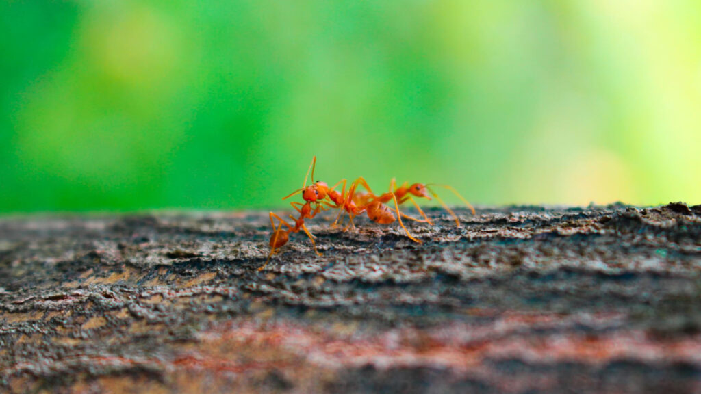 effective ways on how to get rid of fire ant