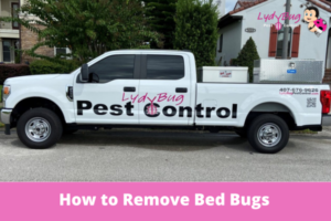 How to Remove Bed Bugs