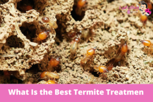 What Is the Best Termite Treatmen