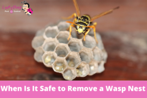 When Is It Safe to Remove a Wasp Nest