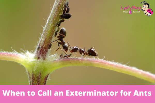 When to Call an Exterminator for Ants