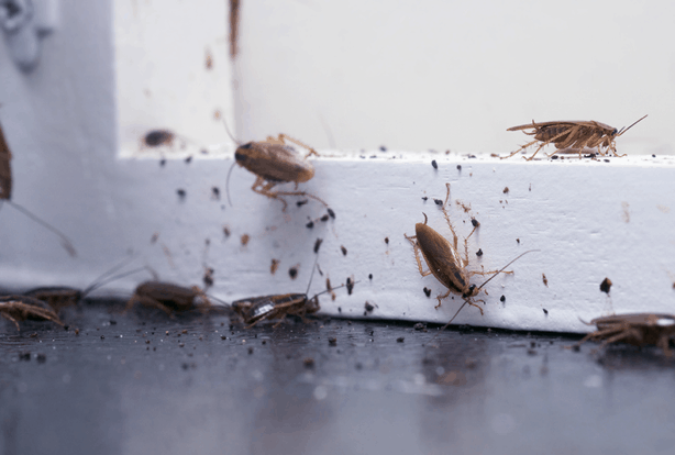 Roaches in my kitchen!