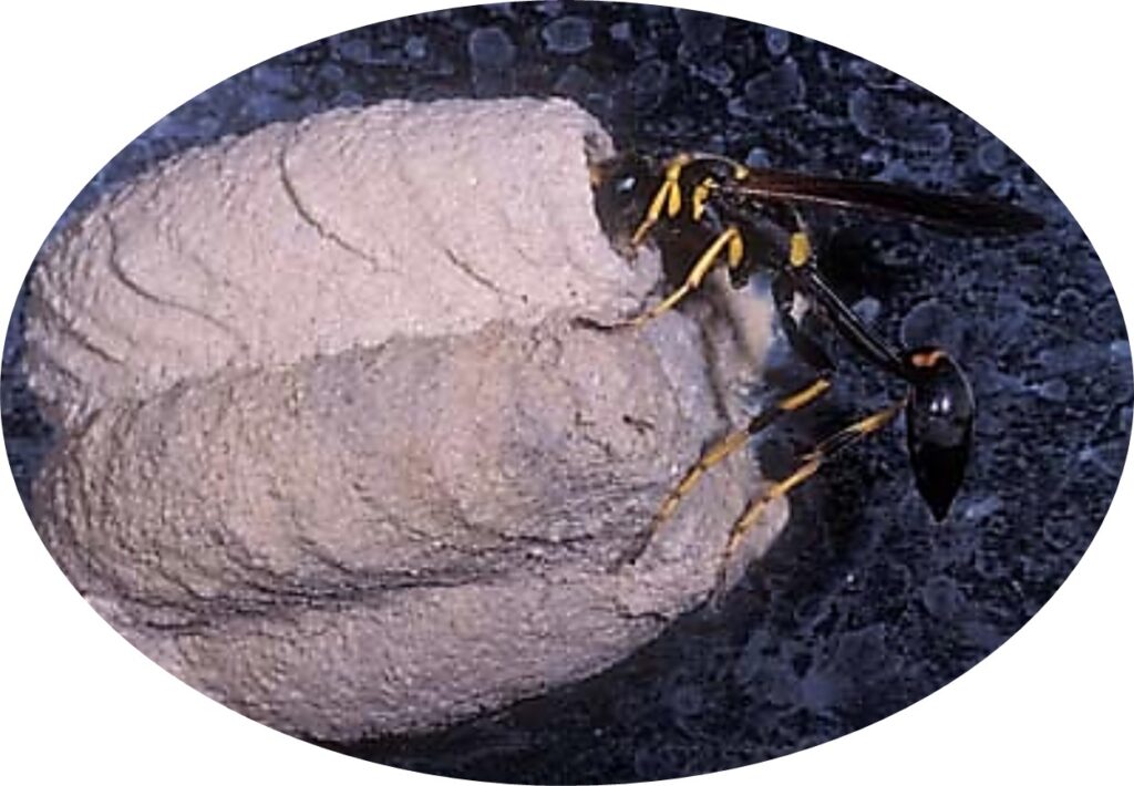 mud dauber mud wasp 