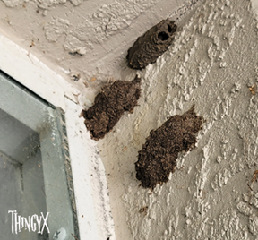 mud dauber nest 