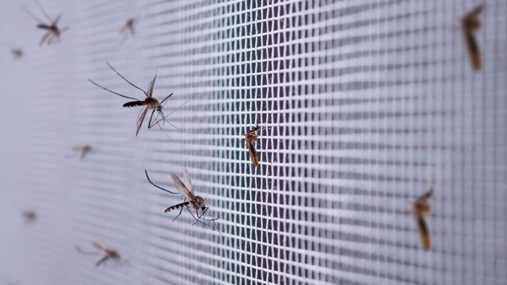 swarm of blind mosquitoes in central florida