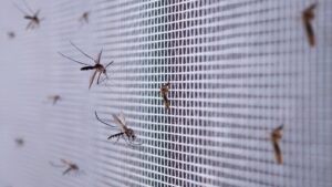 swarm of blind mosquitoes in central florida