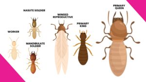 termite swarming season in Orlando - pest control by LydyBug