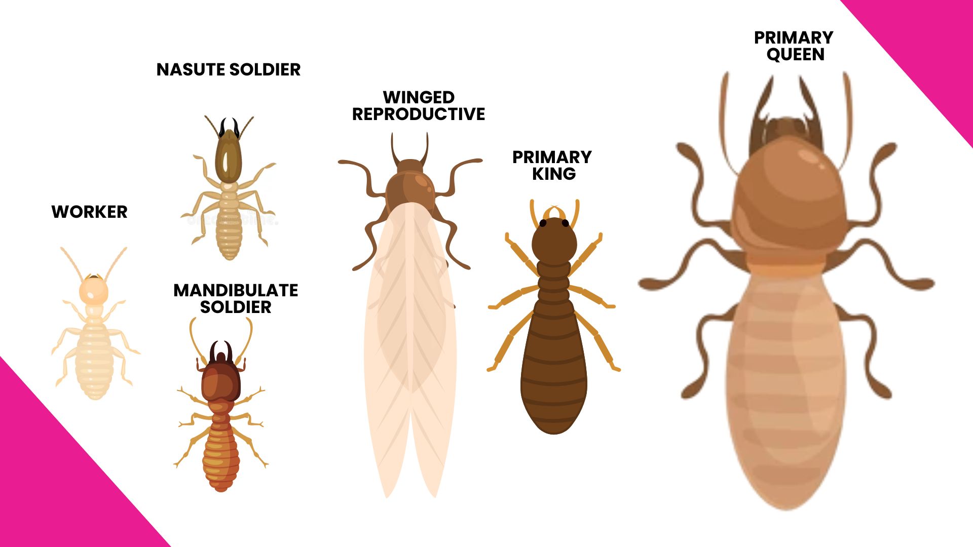 Termite Swarming Season in Orlando | Protect Your Home with LydyBug ...