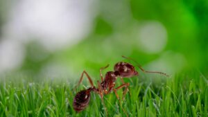 Close-up of ant hill in Kissimmee front yard