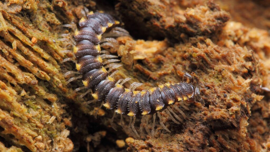 Cluster of millipedes crawling on Winter Park home's wall