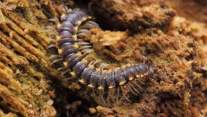 Cluster of millipedes crawling on Winter Park home's wall