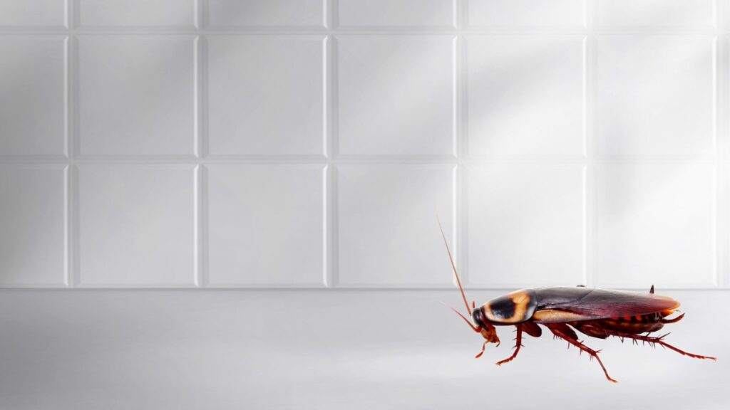 Roach on bathroom floor in Belle Isle home