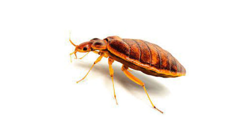 Pest Control services in Orlando