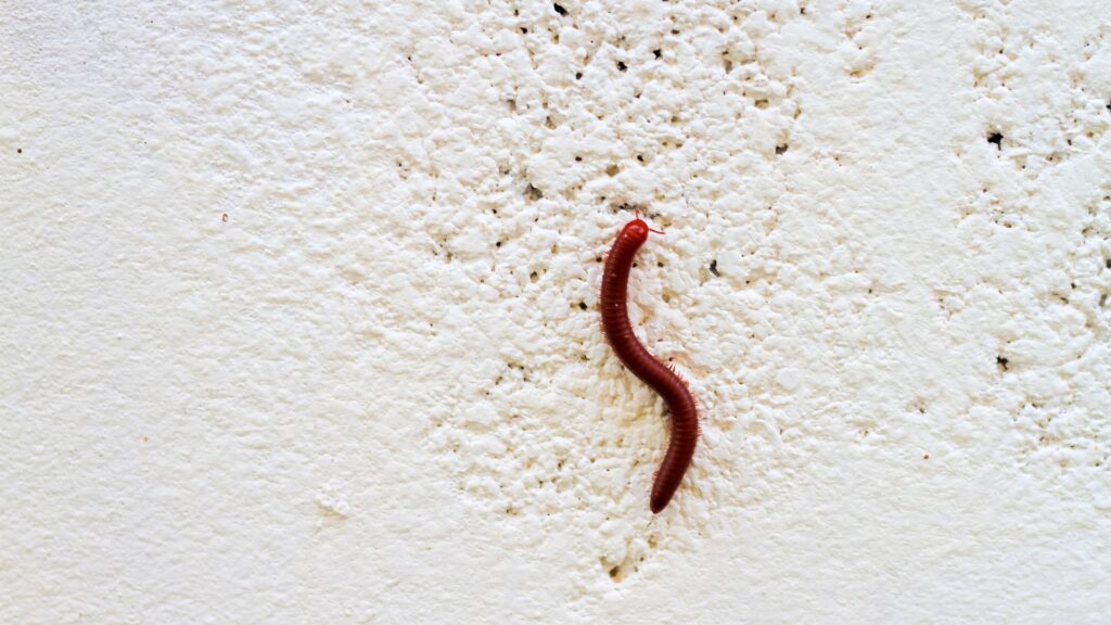 Millipedes along wall in Ocoee garage