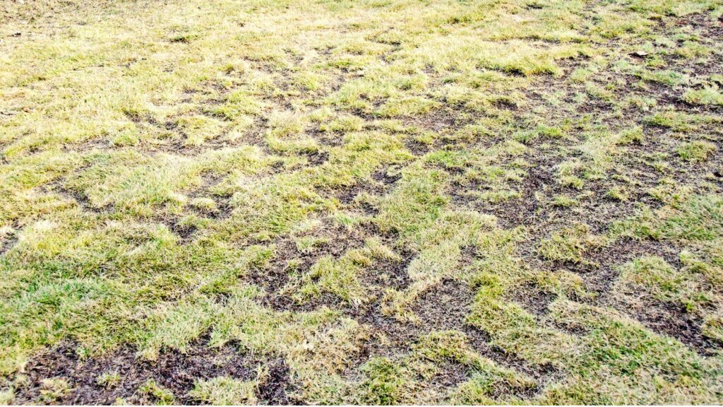 Patchy lawn with pest damage in Apopka yard