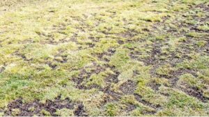 Patchy lawn with pest damage in Apopka yard