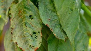 Pest-damaged ornamental tree leaves in Windermere yard