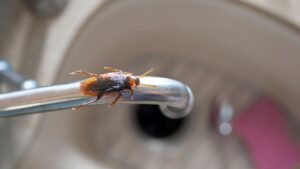Roach crawling near kitchen sink in Orlando home