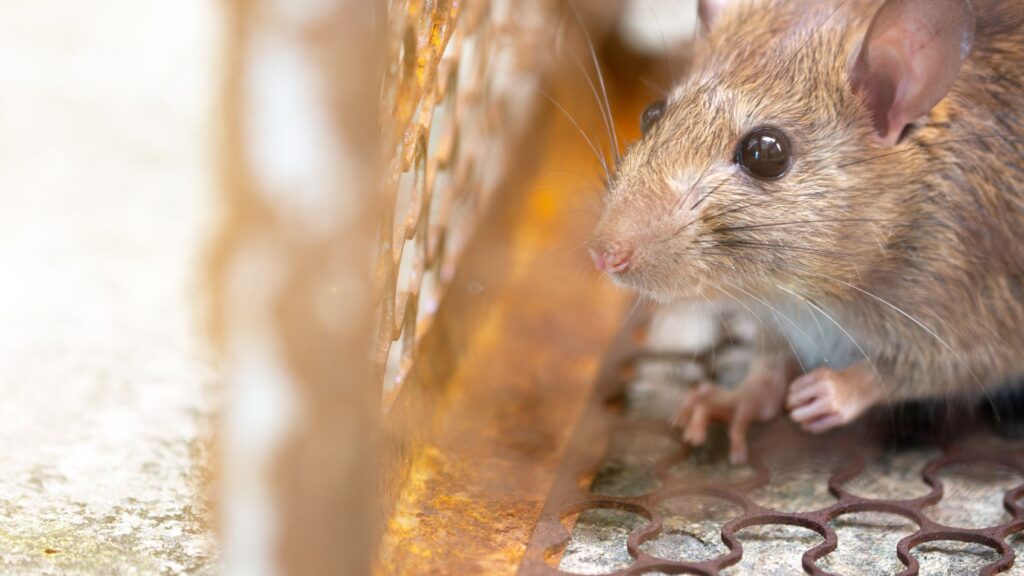 Rodent trap set up in Oviedo attic