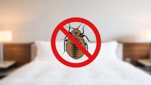 inspecting hotel mattress for bed bugs