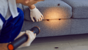 Downtown Orlando homes and businesses protected with year-round pest control services
