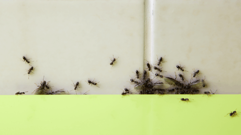 ants pest control