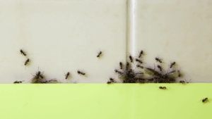 ants pest control