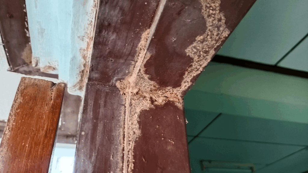 Alafaya termite inspection in 32825 and 32828 homes