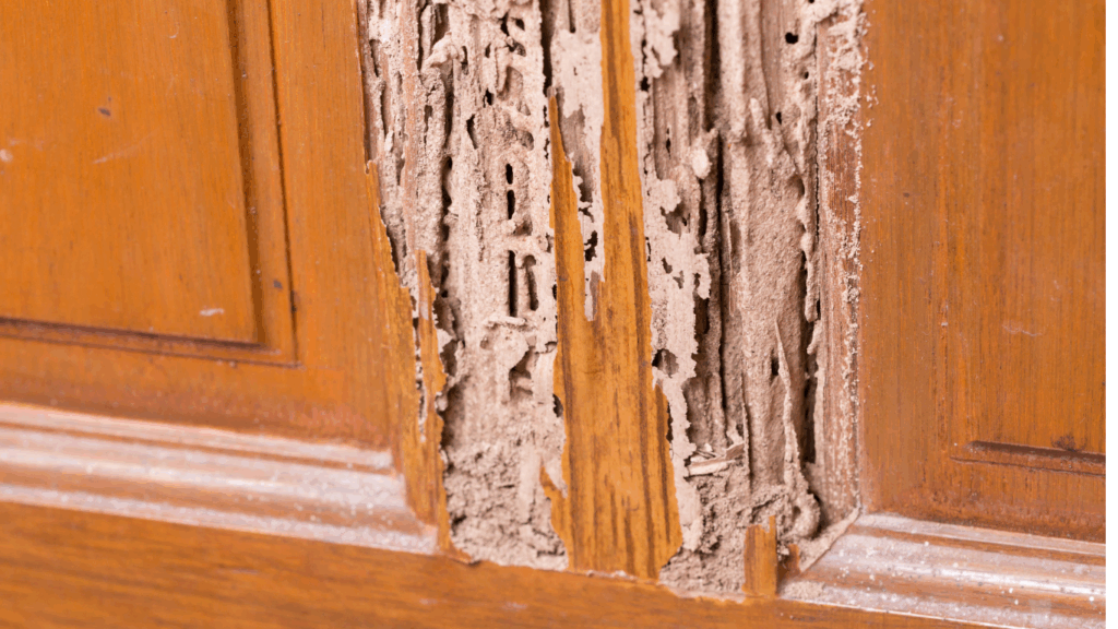 termite in alfalaya pest control