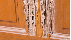 termite in alfalaya pest control