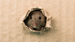 treating a Windermere home for rodents