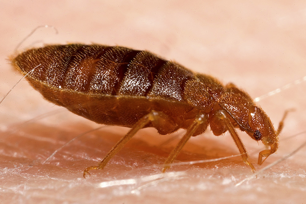 Bed bugs and roaches surviving indoors despite cold weather in Orlando home