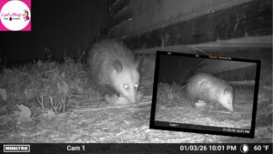 Possum resting near a Florida home looking for food and shelter