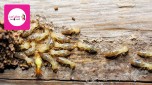 liquid termite barrier treatment around foundation