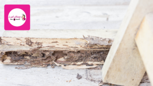 Termite-damaged wood inside Florida home