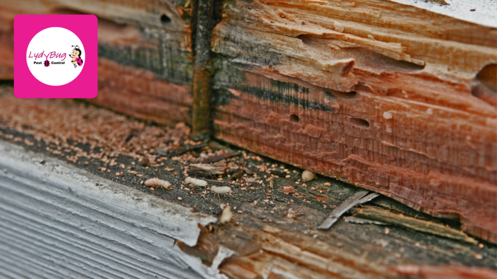 termite damage near foundation