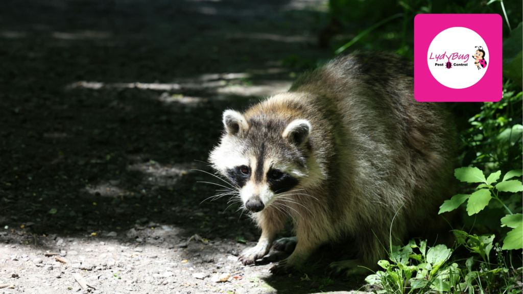 Garage & Attic Rodent Exclusion: The Two Most Overlooked Risk Zones