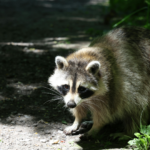 Rodent eoutside garage of Orlando home