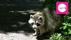 Rodent eoutside garage of Orlando home
