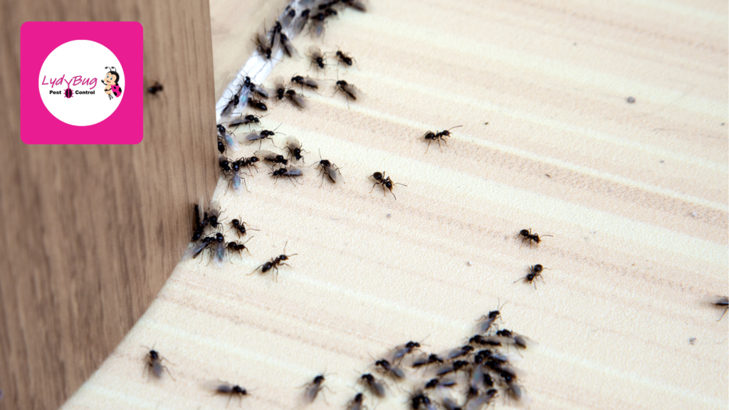 Quarterly Pest Control vs One-Time Treatments: What Actually Works Long-Term?
