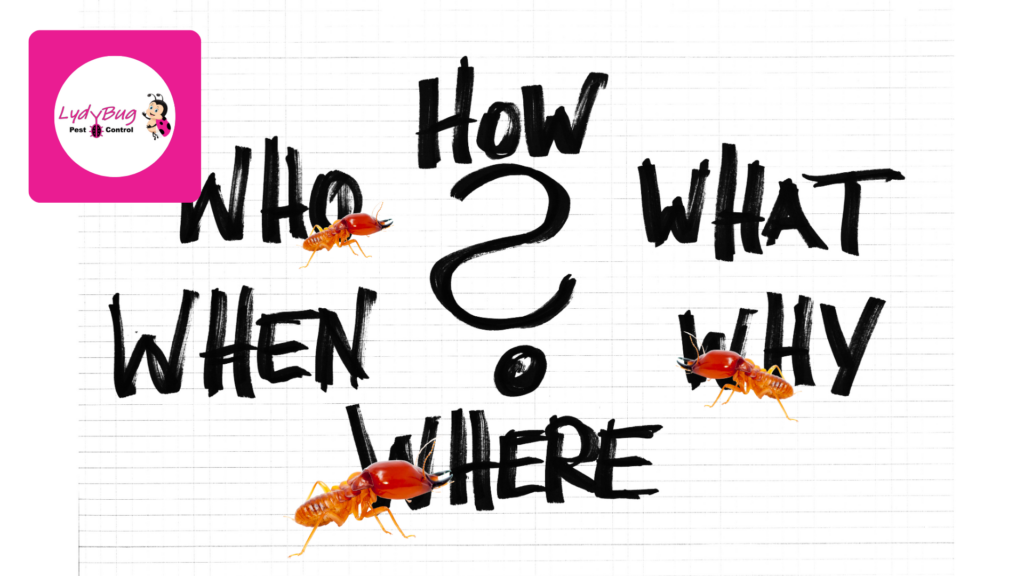 Annual termite inspection without treatment